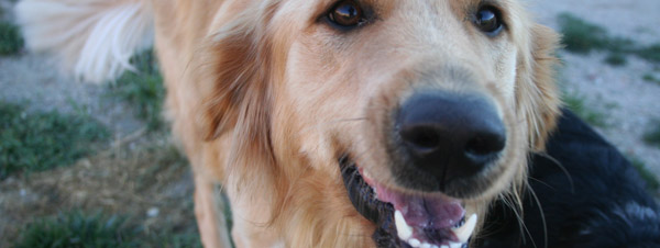 dental care makes a big, bright smile