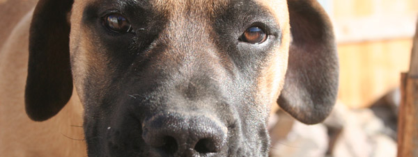 is your pet experiencing pain?