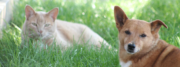 helping them rest easy during surgery and procedures