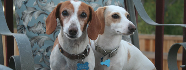 Senior pets are cool