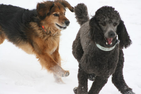 keeping older pets spry