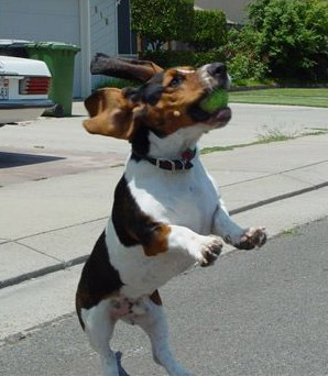 Monty catching a ball