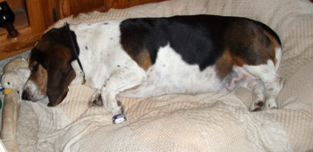 Monty - before weight loss